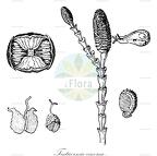 Tecticornia cinerea