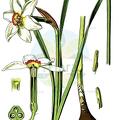 Narcissus poeticus