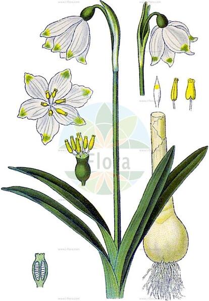 Leucojum vernum