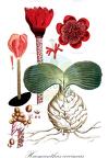 Haemanthus coccineus