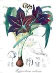 Hippeastrum aulicum