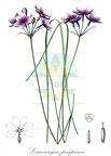 Leucocoryne purpurea