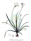 Nothoscordum gracile