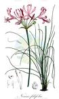 Nerine filifolia