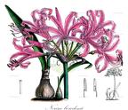 Nerine bowdenii