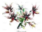 Placea ornata