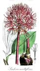 Scadoxus multiflorus