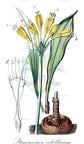 Stenomesson vitellinum