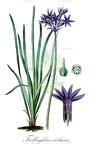 Tulbaghia violacea