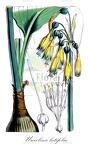 Urceolina latifolia