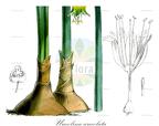 Urceolina urceolata