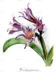 Worsleya procera