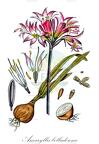 Amaryllis belladonna