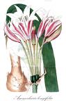 Ammocharis longifolia
