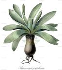 Brunsvigia josephinae