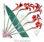 Brunsvigia josephinae