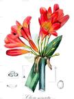 Clivia miniata