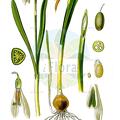Galanthus nivalis