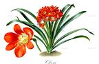 Clivia