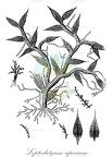 Leptodictyum riparium