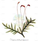 Drepanocladus polygamus