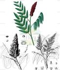 Rhus typhina