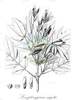 Loxopterygium sagotii