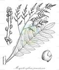 Mosquitoxylum jamaicense