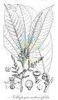 Nothopegia castaneifolia