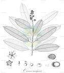 Ozoroa insignis