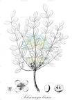 Sclerocarya birrea