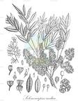 Solenocarpus indica