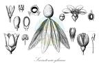 Swintonia glauca