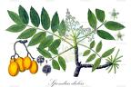 Spondias dulcis