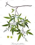 Searsia pendulina