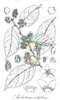 Androtium astylum