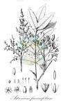 Astronium fraxinifolium