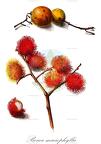 Bouea macrophylla
