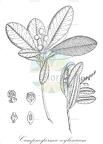 Campnosperma zeylanicum
