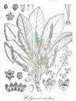 Holigarna caustica