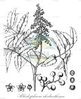 Rhodosphaera rhodanthema