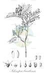 Schinopsis brasiliensis