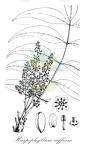 Harpephyllum caffrum