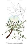Lannea coromandelica