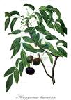 Pleiogynium timoriense