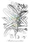 Abrahamia grandidieri