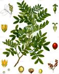 Pistacia lentiscus