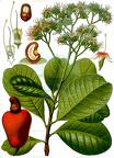 Anacardium occidentale