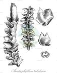 Anastrophyllum tubulosum