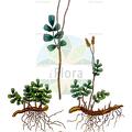 Anemia oblongifolia